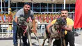 Sivas’ta Kangal Şöleni: 253 Köpek Güzellik Yarışmasında Podyuma Çıktı