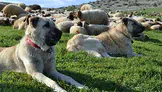 Erzincan Yaylalarında Sürülerin Güvenliği Köpeklere Emanet