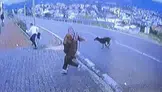 Köpek Üzerlerine Koştu! Küçük Çocuğun Kaçışı Hastanede Bitti