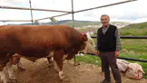 1150 Kiloluk Şampiyon Tosun Pazarın Gözdesi Oldu!