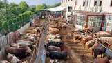 Sokakta kurban kesip, atıklarını gömenlere ağır cezalar kesilecek