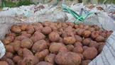 Sivas'ta patates ekim sezonu başladI, hedef 75 bin ton