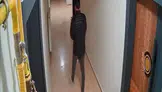 Apartmana Girdi, Gözüne Onu Kestirdi! Görenler Gözlerine İnanamadı