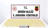 Jandarma Takibe Aldı, Zehir Tacirini Kıskıvrak Yakaladı: 1 Tutuklama