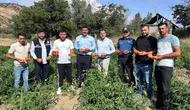 Koyulhisar Domatesinde Üretim Çalışmaları Yerinde İncelendi