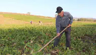 Çiftçilere 67,8 Milyon Liralık Tarımsal Destek Ödemesi