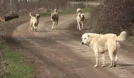 Sivas Dahil 81 İlde Başıboş Sokak Köpekleri İçin Denetim Başlıyor