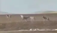 Sivas’ta Kurt Sürüsü Tedirgin Etti! Uzman Kangal Yetiştiricisi Nedenlerini Anlattı
