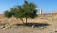 35 Yaşındaki Şahıs Boş Arazide Ölü Bulundu