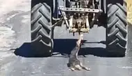 Köpeği Traktöre Bağlayıp Sürükledi! O Anlar Kamerada