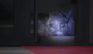 Siteyi Basan Yaban Domuzu Polisin Operasyonuyla Vuruldu