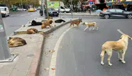 Türkiye’deki başıboş köpeklerin tamamı toplandı