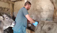 Sivas'ta 350 Bin Hayvana Şap Aşısı ve Küpeleme Hamlesi