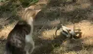 Bahçede Nefes Kesen Mücadele: Kedi ile Yılan Karşı Karşıya Geldi