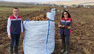 Sivas'ta Tohumluk Patatesler Mercek Altında! Kontroller Sürüyor