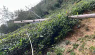 Artvin'de Fırtına Ortalığı Savaş Alanına Çevirdi! 3 İlçede Hasar
