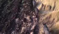 Tunceli'de Yaban Domuzu Sürüsü Çiftçileri Endişelendirdi