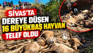 Koyulhisar’da Hayvanlar Sele Kapıldı: 16’sı Telef Oldu