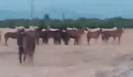 Çiftlikten Kaçan Atlar Ekipleri Alarma Geçirdi: 5 At Aranıyor!