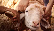 Kurban Bayramı Hazırlıkları Hızlandı: En Çok Bunlar Alınıyor