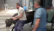 Kurbanlık Dana Acil Servise Daldı! Hastanede Panik Dolu Anlar