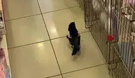 Sivas'ta Yaralı Karga İş Yerine Sığındı: Müşteri Gibi Gezdi