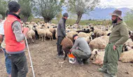 Türkiye'de Afganistan'dan gelen çobanlar işe başladı