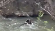 Sivas’ta Dereye Atlayan Anne Ayının Mücadelesi Viral Oldu