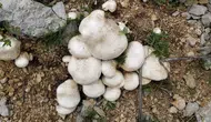 Dağların İncisi Çaşır Mantarı Pazarda: Kilosu 2 Bin TL!