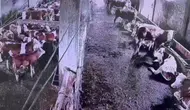 Sivas Gürün’deki Deprem İnekleri Korkuttu: O Anlar Kameraya Yansıdı