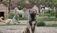 Sivas’ta Hava Değişimi Kangalları Vurdu