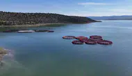 Bozkırın Somon Adayları Hazır: Dünyaya Balık İhracatı!