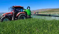 Sivas'ta Buğday Tarlalarında Sarı Pas Alarmı! Çiftçilere Acil İlaçlama Uyarısı