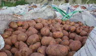 Sivas'ta patates ekim sezonu başladI, hedef 75 bin ton