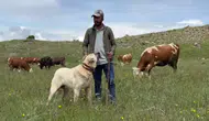 Kangal Köpeklerinden Domuz Sürüsüne Karşı Nefes Kesen Savunma: O Anlar Kamerada