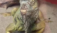 Ev Değil Egzotik Hayvanat Bahçesi! Tarantula, Savan Varanı, Akrep Ne Ararsan Var!