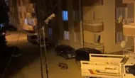 Sivas’ta Ayı Alarmı: Gündüz Kırsalda, Gece Mahalle Aralarında Görülüyor