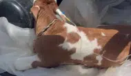 Sivas’ta Duygulandıran Görüntü: Serum Takılı Buzağı Veterinere Böyle Götürüldü
