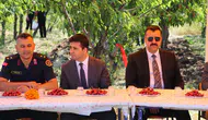Suşehri’nde Kiraz Hasadı Etkinliği Gerçekleştirildi