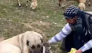 Kangal Köpeğinin Yeni Doğan Kuzuya Şefkati Görenleri Duygulandırdı