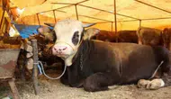 Et ve Süt Kurumu Heyeti Sivas'ta Mera ve Hayvancılık Yatırımlarını İnceledi