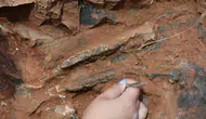 Türkiye'de İlk Kez Denizli'de, İkinci Kez Sivas'ta Bulundu