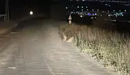 Sivas'ta Yol Kenarında Tilki Görüntülendi