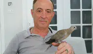 Sivas’ta Kargaların Saldırdığı Yavru Kumruyu Vatandaş Kurtardı