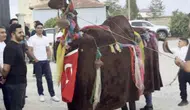 Sivas’ta Türkmen Geleneği Düğünlere Renk Katıyor: Deve Oyunu Büyük İlgi Gördü