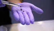 Sivas'tan Dünyayı Sallayacak Haber! KKKA Hastalığı İçin Yerli Aşıda F...