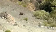 Sivas'ta bozayılar meyve bahçelerine zarar verdi