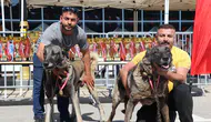Sivas’ta Kangal Şöleni: 253 Köpek Güzellik Yarışmasında Podyuma Çıktı