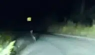 Sivas’ta Yola Çıkan Dev Tavşan Kamerada