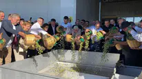 Ayvalık'ta 2026/2027 Sezonunun İlk Zeytin Hasadı Başladı